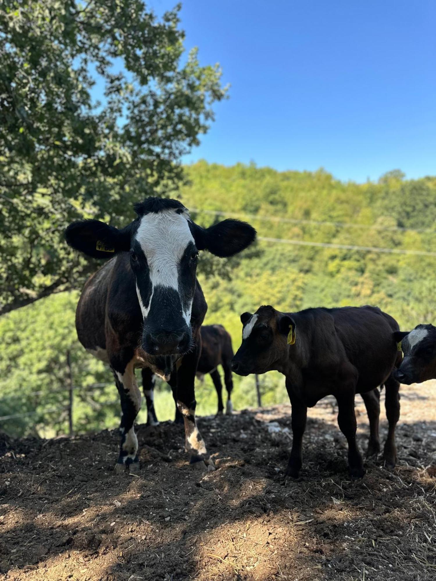 파브리아노 Agriturismo La Vita E Bella 빌라 외부 사진